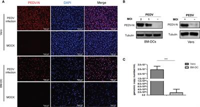 Frontiers Porcine Epidemic Diarrhea Virus Envelope Protein Blocks Sla